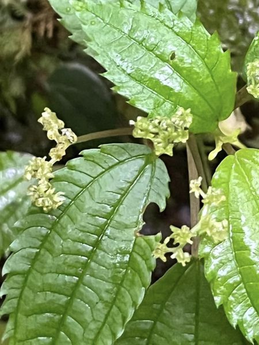 Lecanthus peduncularis (Royle) Wedd.